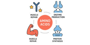 What Are Amino Acids? A Complete Beginner’s Guide | How to Buy in Dubai
